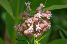 Milkweed