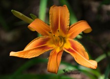 Orange Lily