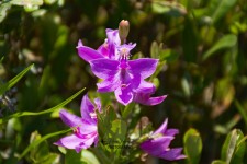 Purple Bog Orchid