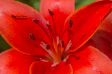 Red Lily Closeup