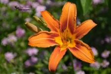 Orange Lily