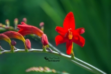 Lady in Red