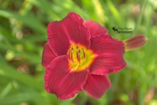 Red Lily