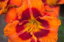 Orange Lily