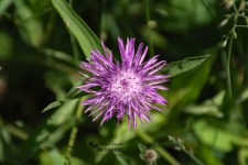 Spotted Knapweed