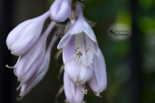 Hosta Flower Closeup