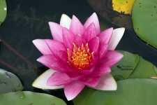 Medium Pink Waterlily