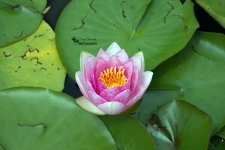 Light Pink Waterlily