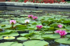 Waterlilies