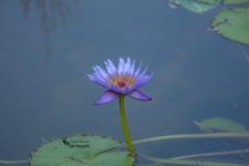 "On Fire" Purple Waterlily