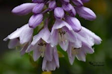 Hosta Flowers