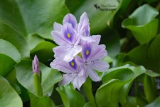 Water Hyacinth