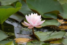 Pink Waterlily