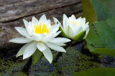 White Waterlilies