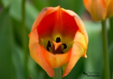 Orange Tulip