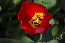 Red Tulip