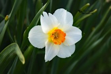 White Daffodil