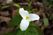 White Trillium