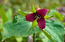 Red Trillium