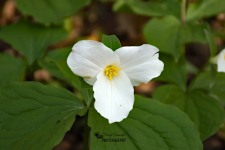 White Trillium