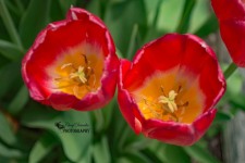 Red Tulips