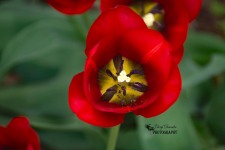 Deep Red Tulip