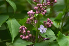 Lilac in bloom