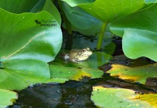 American Bullfrog