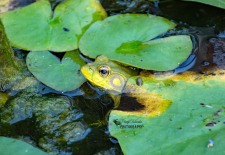 American Bullfrog