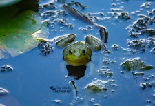 American Bullfrog