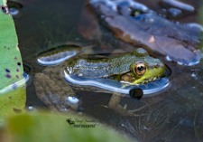 American Bullfrog