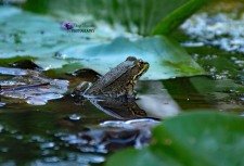 American Bullfrog