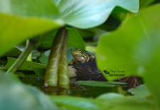 American Bullfrog