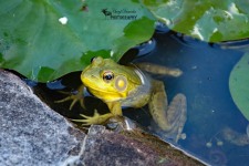 American Bullfrog