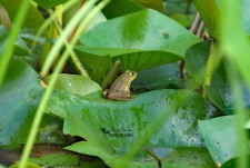 American Bullfrog