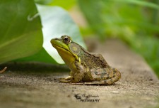 American Bullfrog