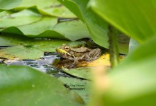 American Bullfrog