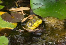 American Bullfrog