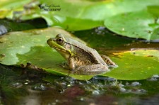 American Bullfrog