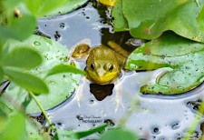 American Bullfrog