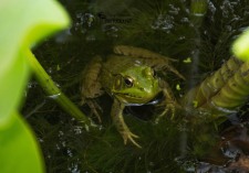 American Bullfrog