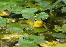 American Bullfrog