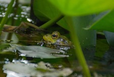 American Bullfrog