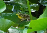 American Bullfrog