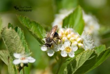 Bumble Bee