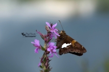 Silver-spotted Skipper