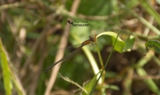 Orange Damselfly