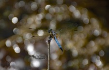 Blue Dasher Dragonfly