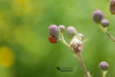 Lady Bug