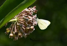 White Cabbage Butterfly